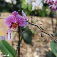 Orchideen Ausstellung in der Orangerie Elfenau 003.jpg